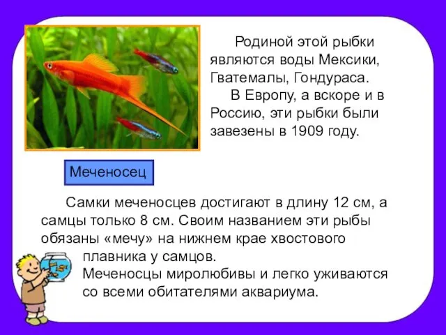 Родиной этой рыбки являются воды Мексики, Гватемалы, Гондураса. В Европу, а вскоре