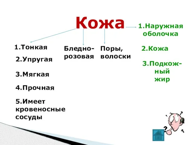 Кожа 1.Тонкая 2.Упругая 3.Мягкая 4.Прочная 5.Имеет кровеносные сосуды Бледно- розовая Поры, волоски