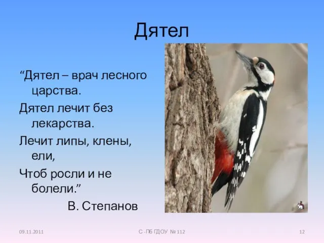 Дятел “Дятел – врач лесного царства. Дятел лечит без лекарства. Лечит липы,