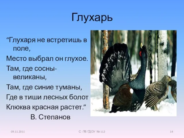 Глухарь “Глухаря не встретишь в поле, Место выбрал он глухое. Там, где