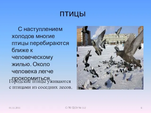 птицы Городские птицы уживаются с птицами из соседних лесов. С наступлением холодов