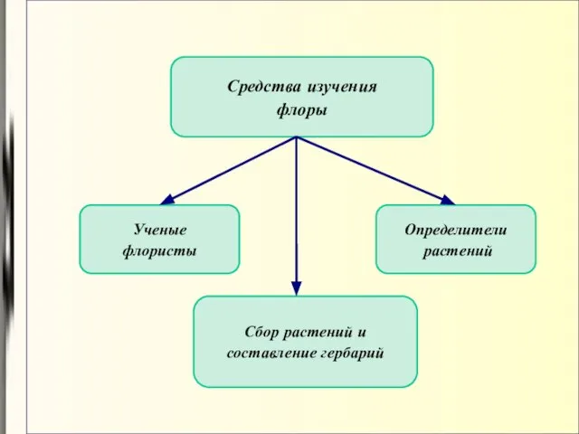 Средства изучения флоры Ученые флористы Определители растений Сбор растений и составление гербарий