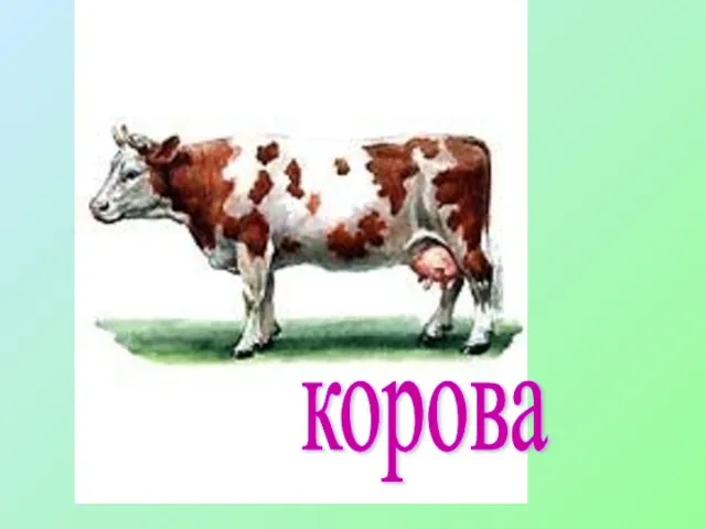 корова