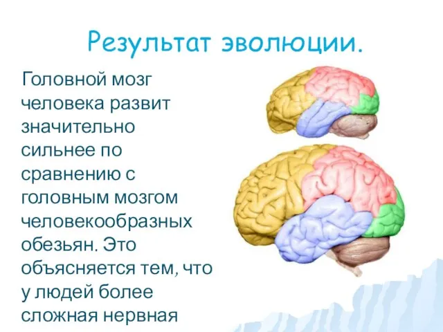 Результат эволюции. Головной мозг человека развит значительно сильнее по сравнению с головным