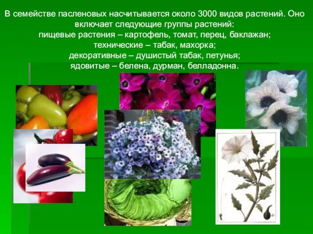 В семействе пасленовых насчитывается около 3000 видов растений. Оно включает следующие группы