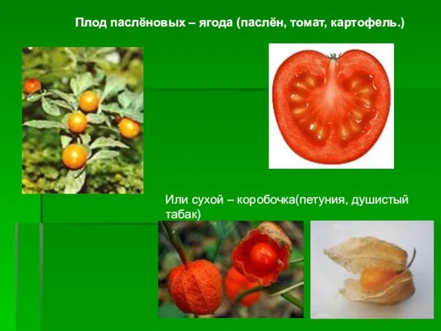 Плод паслёновых – ягода (паслён, томат, картофель.) Или сухой – коробочка(петуния, душистый табак)