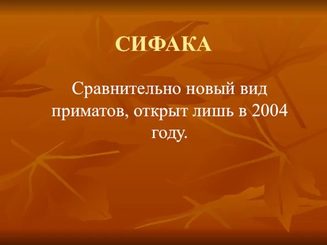 СИФАКА Сравнительно новый вид приматов, открыт лишь в 2004 году.