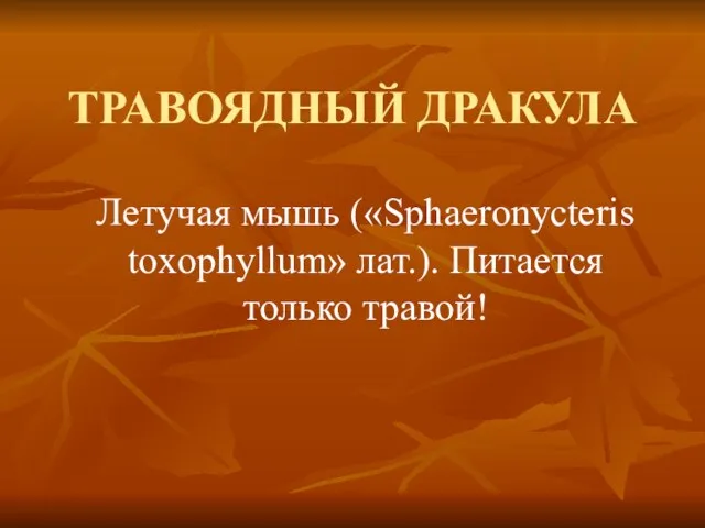 ТРАВОЯДНЫЙ ДРАКУЛА Летучая мышь («Sphaeronycteris toxophyllum» лат.). Питается только травой!