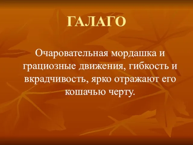 ГАЛАГО Очаровательная мордашка и грациозные движения, гибкость и вкрадчивость, ярко отражают его кошачью черту.