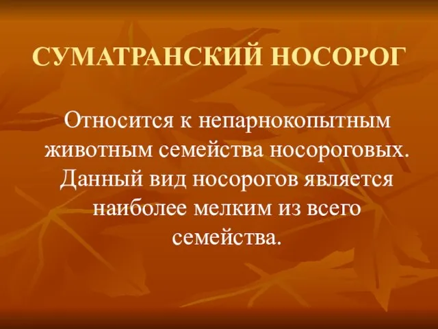 СУМАТРАНСКИЙ НОСОРОГ Относится к непарнокопытным животным семейства носороговых. Данный вид носорогов является