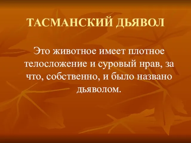 ТАСМАНСКИЙ ДЬЯВОЛ Это животное имеет плотное телосложение и суровый нрав, за что,