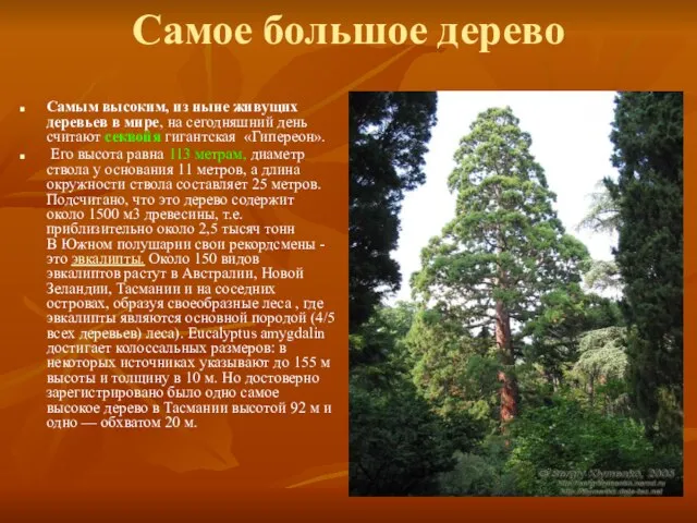 Самое большое дерево Самым высоким, из ныне живущих деревьев в мире, на