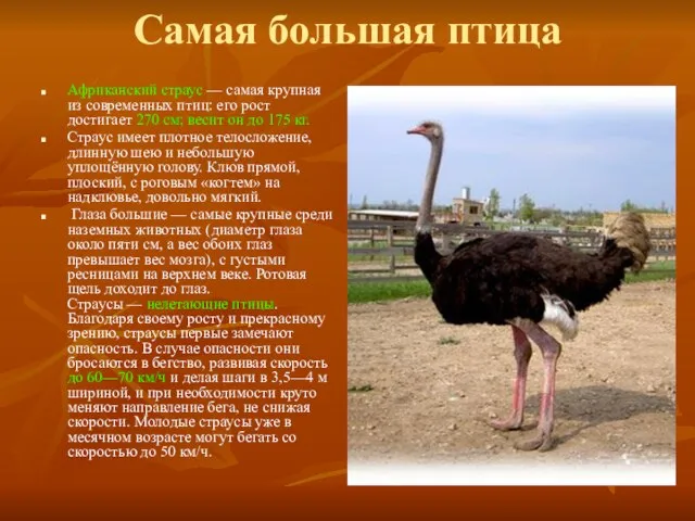Самая большая птица Африканский страус — самая крупная из современных птиц: его