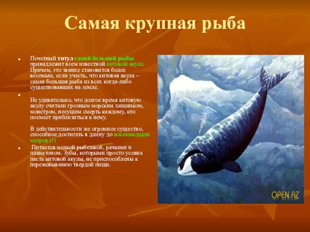 Самая крупная рыба Почетный титул самой большой рыбы принадлежит всем известной китовой