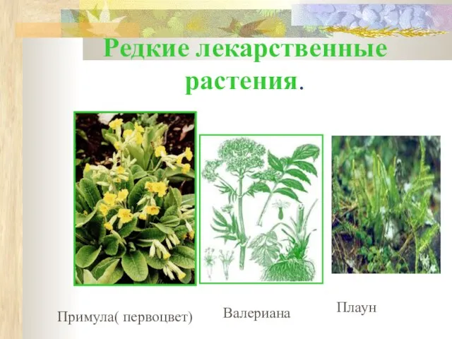 Редкие лекарственные растения. Примула( первоцвет) Валериана Плаун