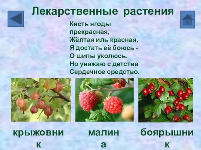 Кисть ягоды прекрасная, Жёлтая иль красная, Я достать её боюсь - О