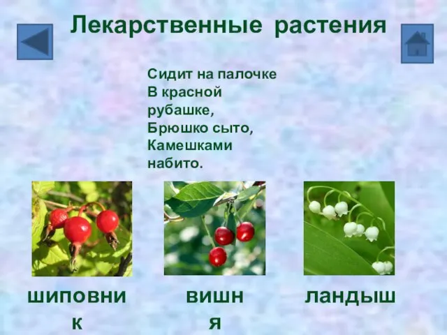 шиповник вишня ландыш Лекарственные растения Сидит на палочке В красной рубашке, Брюшко сыто, Камешками набито.