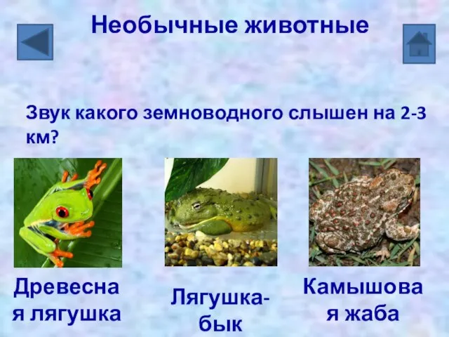 Древесная лягушка Лягушка-бык Камышовая жаба Необычные животные Звук какого земноводного слышен на 2-3 км?