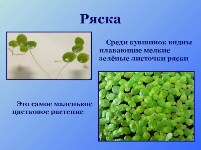 Ряска Это самое маленькое цветковое растение Среди кувшинок видны плавающие мелкие зелёные листочки ряски