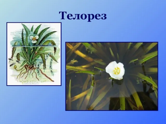 Телорез