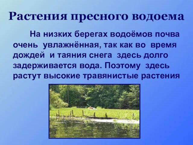 Растения пресного водоема На низких берегах водоёмов почва очень увлажнённая, так как