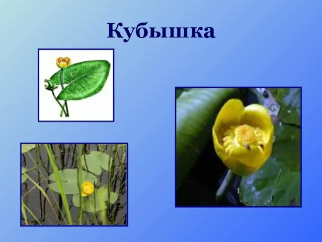 Кубышка