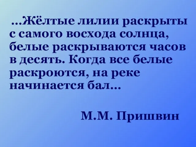 …Жёлтые лилии раскрыты с самого восхода солнца, белые раскрываются часов в десять.