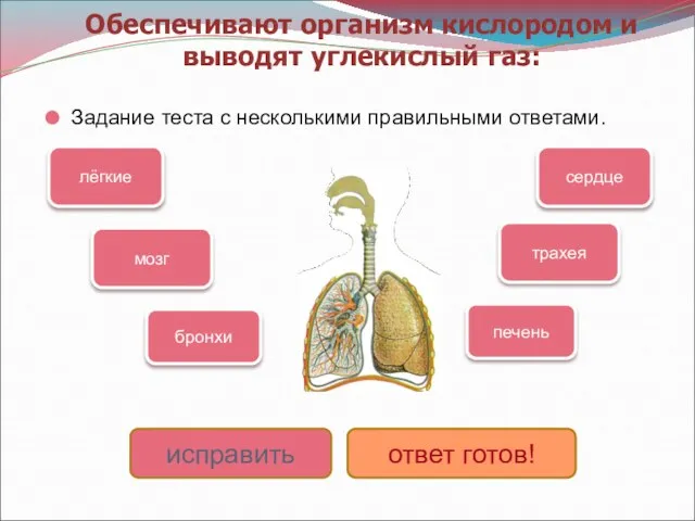 Обеспечивают организм кислородом и выводят углекислый газ: Задание теста с несколькими правильными