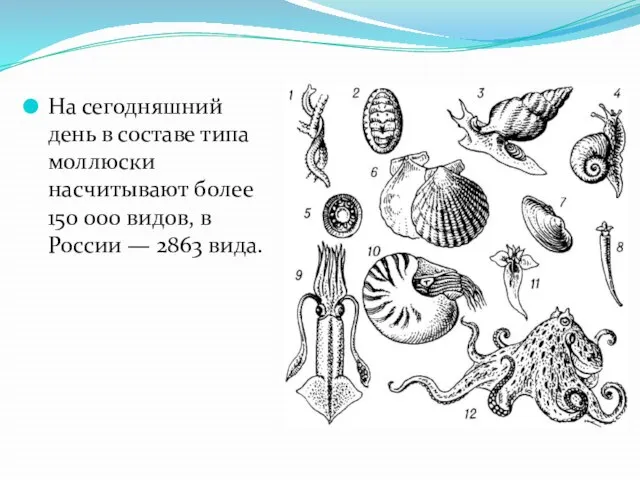 На сегодняшний день в составе типа моллюски насчитывают более 150 000 видов,