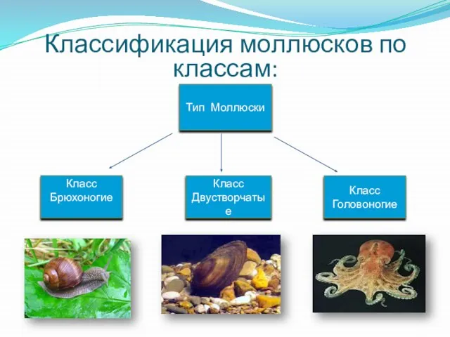 Класс Брюхоногие Класс Двустворчатые Класс Головоногие Тип Моллюски Классификация моллюсков по классам: