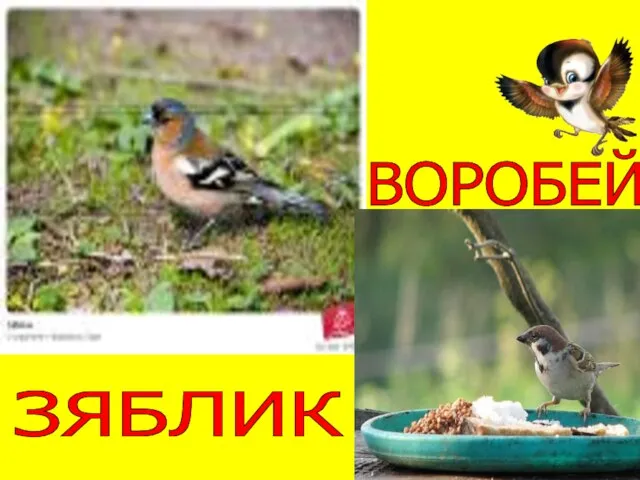 ЗЯБЛИК ВОРОБЕЙ