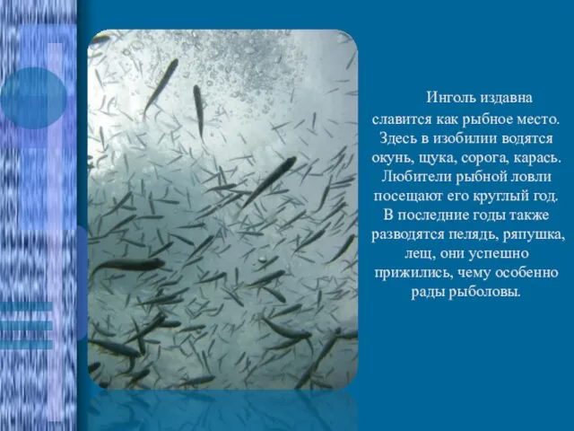 Инголь издавна славится как рыбное место. Здесь в изобилии водятся окунь, щука,