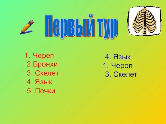 Череп 2.Бронхи 3. Скелет 4. Язык 5. Почки 4. Язык Череп 3. Скелет Первый тур