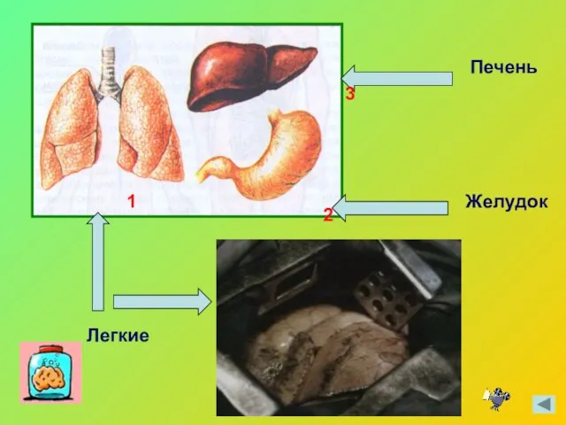 Легкие Печень Желудок 1 2 3