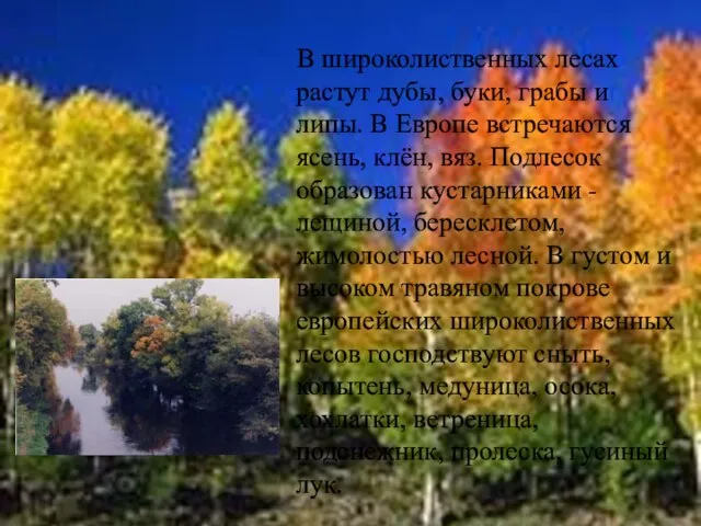 В широколиственных лесах растут дубы, буки, грабы и липы. В Европе встречаются