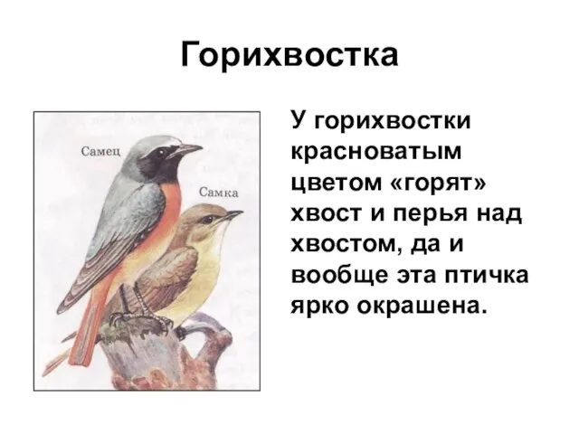 Горихвостка У горихвостки красноватым цветом «горят» хвост и перья над хвостом, да