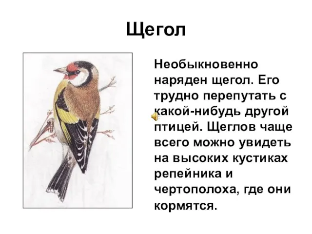 Щегол Необыкновенно наряден щегол. Его трудно перепутать с какой-нибудь другой птицей. Щеглов