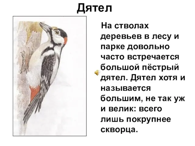 Дятел На стволах деревьев в лесу и парке довольно часто встречается большой