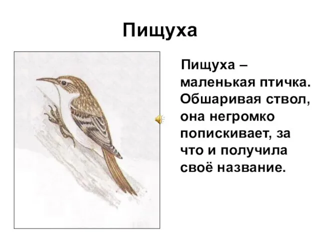 Пищуха Пищуха – маленькая птичка. Обшаривая ствол, она негромко попискивает, за что и получила своё название.