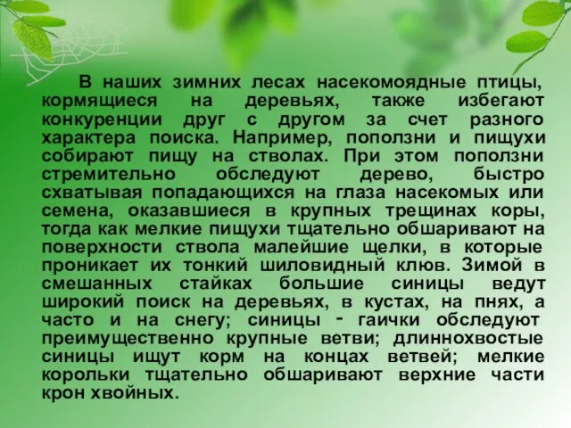 В наших зимних лесах насекомоядные птицы, кормящиеся на деревьях, также избегают конкуренции