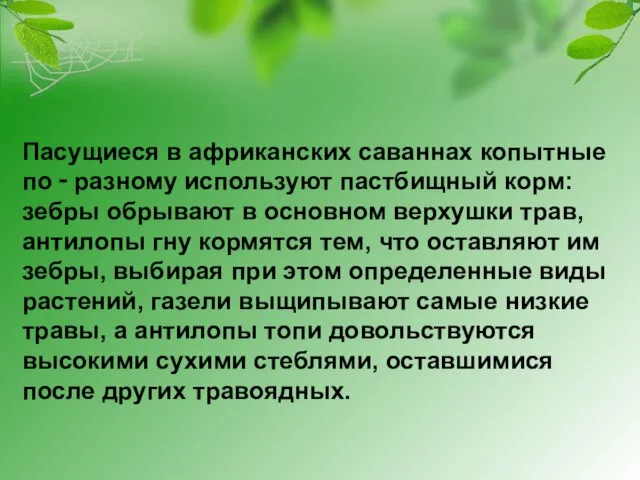 Пасущиеся в африканских саваннах копытные по ‑ разному используют пастбищный корм: зебры