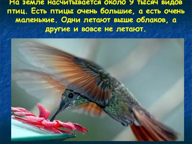 На земле насчитывается около 9 тысяч видов птиц. Есть птицы очень большие,