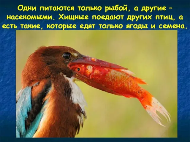 Одни питаются только рыбой, а другие – насекомыми. Хищные поедают других птиц,