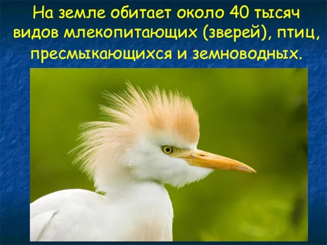 На земле обитает около 40 тысяч видов млекопитающих (зверей), птиц, пресмыкающихся и земноводных.