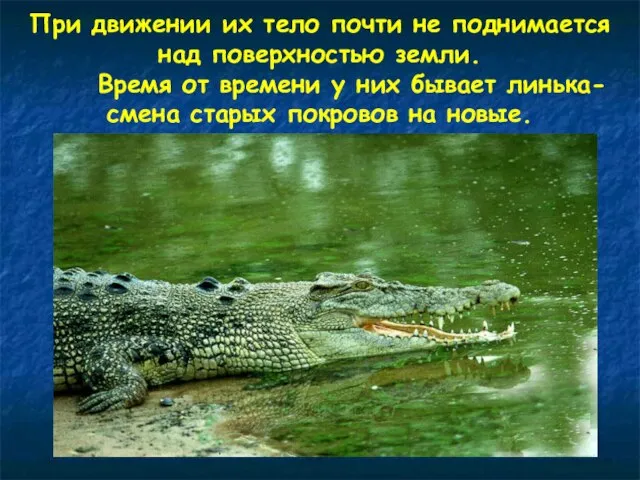 При движении их тело почти не поднимается над поверхностью земли. Время от