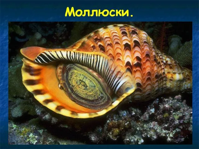 Моллюски.