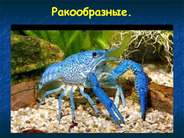 Ракообразные.