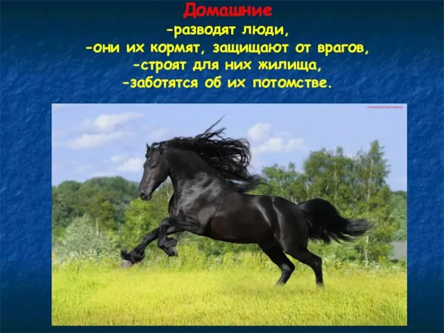 Домашние -разводят люди, -они их кормят, защищают от врагов, -строят для них