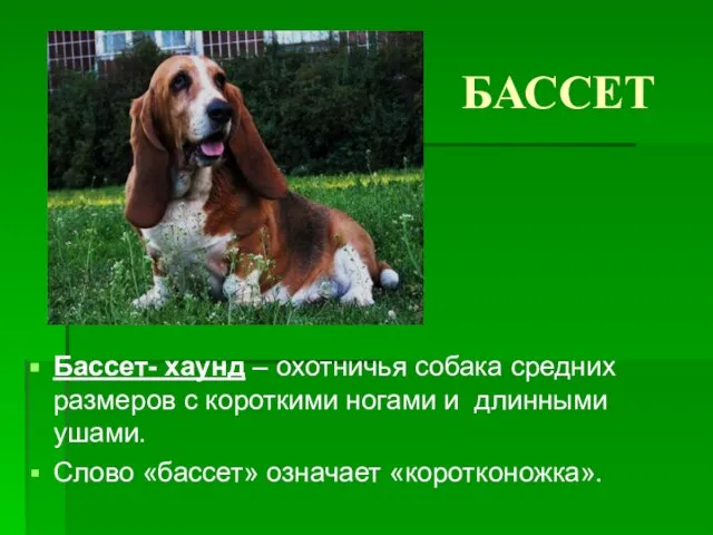 БАССЕТ Бассет- хаунд – охотничья собака средних размеров с короткими ногами и