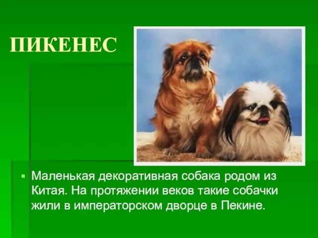 ПИКЕНЕС Маленькая декоративная собака родом из Китая. На протяжении веков такие собачки
